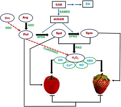 Update on the Roles of Polyamines in Fleshy Fruit Ripening, Senescence, and Quality